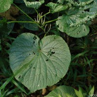 Piper umbellatum L.